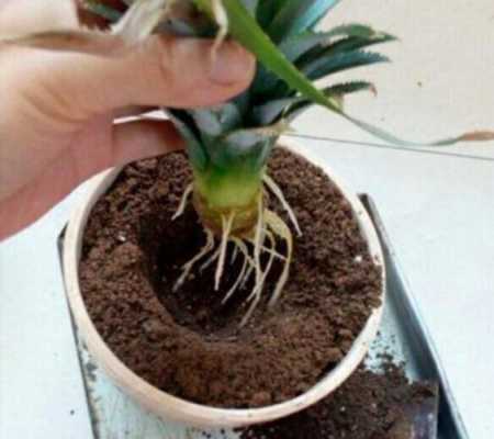 凤梨的正确削皮法家用,凤梨头怎么种植才能结出凤梨