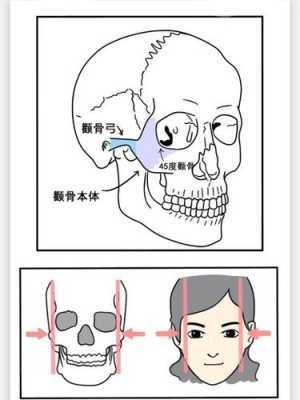什么样是脸骨大（什么是颌骨和颧骨）