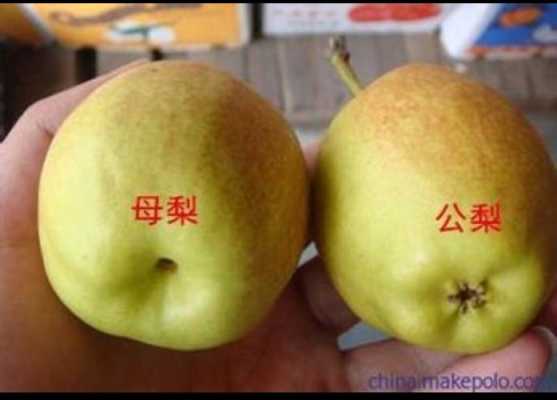 什么梨图（正梨和歪梨图片啥意思）
