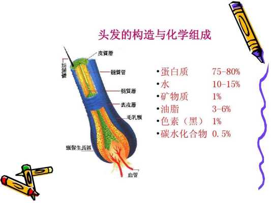 头发什么成分（头发的主要化学物质是什么）