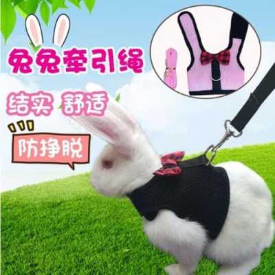 兔子怎么绑（兔子怎么绑绳子）