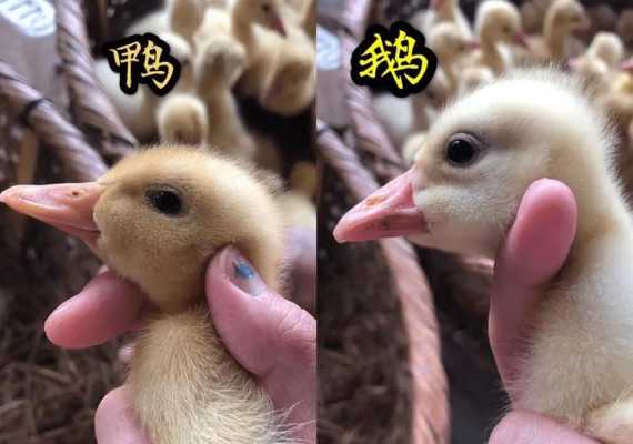什么是鹅脸（鹅是看家。什么意思）