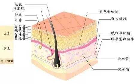 毛细孔粗大是什么原因（毛细孔粗大是什么原因造成的）