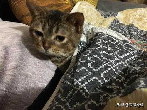 裹猫扎是什么,猫扎是什么意思