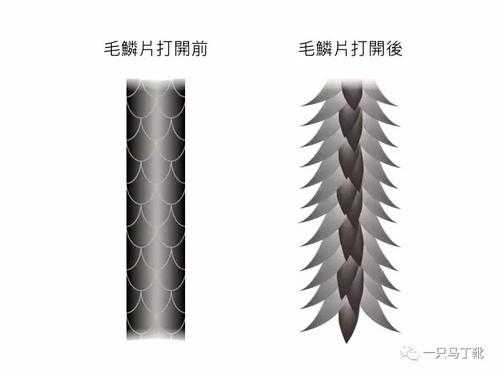 科学烫发原理,烫发原理是什么打开毛鳞片