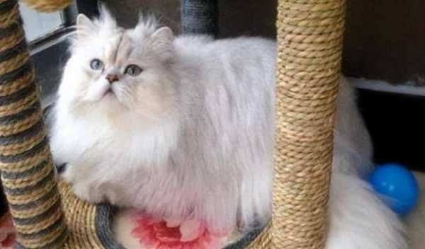 怎么毛发浓密（怎么让猫咪的毛长得又密又好，猫咪吃什么让毛长得浓密）