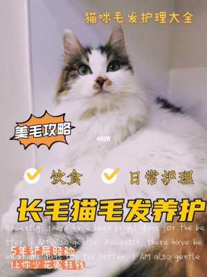 怎么毛发浓密（怎么让猫咪的毛长得又密又好，猫咪吃什么让毛长得浓密）