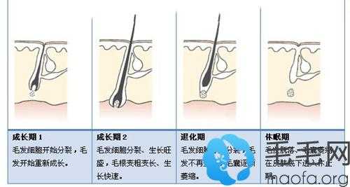 毛囊怎么样才能长新发,怎么长出新发