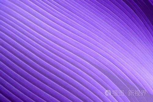 紫色的对冲色是什么（紫色的对冲色是什么颜色）