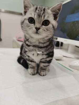美短发腮吃什么（美短发腮吃什么最好）