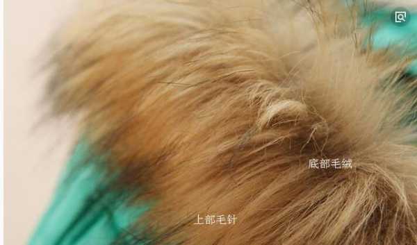 假毛怎么放（怎么鉴别真假动物毛）