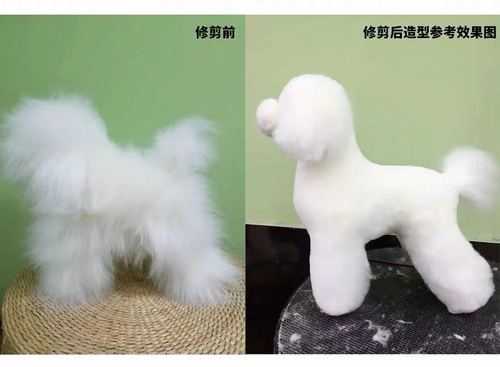 假毛怎么放（怎么鉴别真假动物毛）