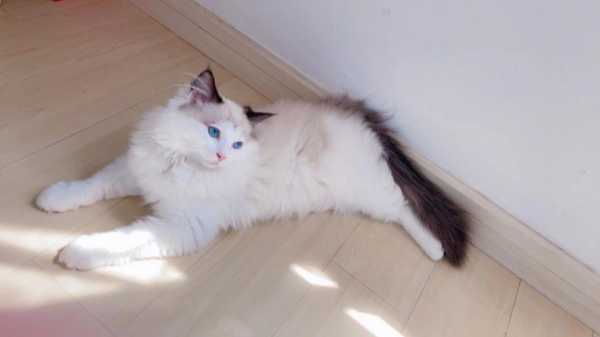 猫咪毛色干枯怎么办,布偶猫毛发干枯怎么办
