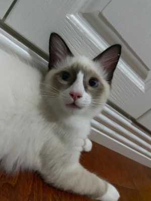 猫咪毛色干枯怎么办,布偶猫毛发干枯怎么办