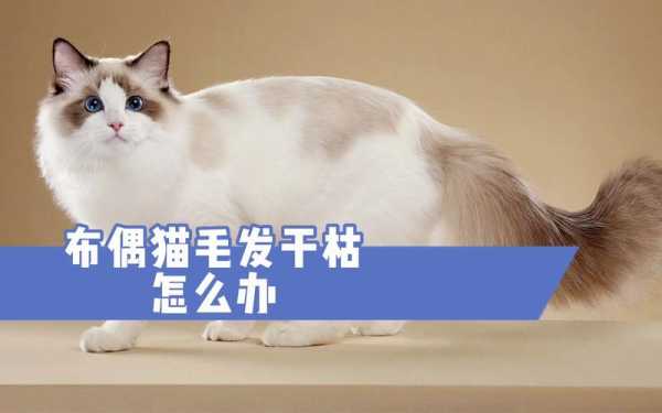 猫咪毛色干枯怎么办,布偶猫毛发干枯怎么办