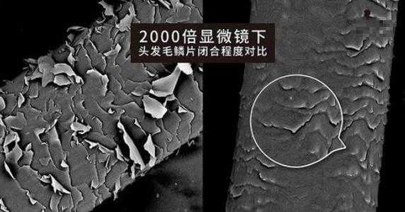 毛鳞片是什么图片（毛鳞片是什么图片啊）