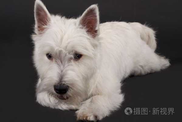 希高迪犬的特点,高迪发型叫什么 短发