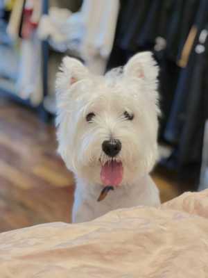 希高迪犬的特点,高迪发型叫什么 短发