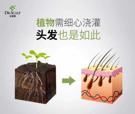 怎么呵护头发（怎么呵护头发毛囊）