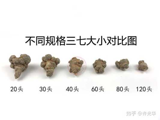 三七怎么看头（三七怎么看头）
