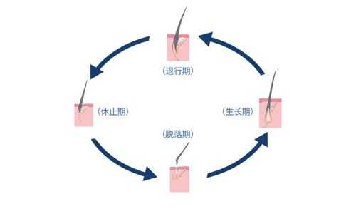 怎样让一个毛囊多生几根头发,怎么样才能让头发多一些