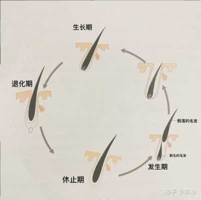 毛发脱落是什么原因引起的（全身毛发脱落是什么原因引起的）