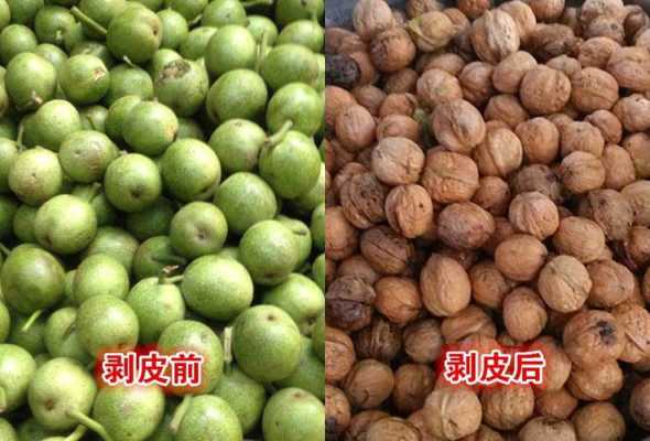 青皮胡怎么刮出来（青皮文玩核桃怎样去皮）