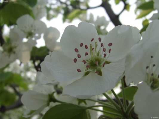 梨什么颜色（梨花什么颜色）