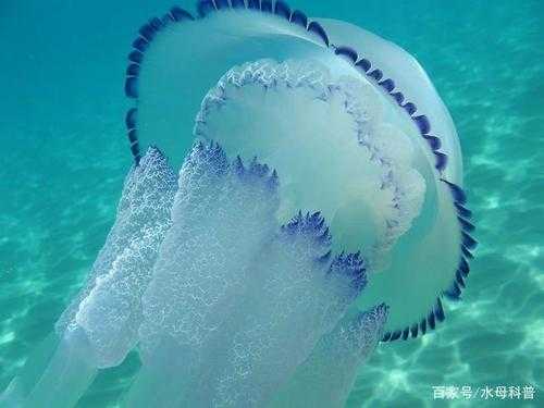 水母为什么头朝下游,水母头朝下是怎么回事