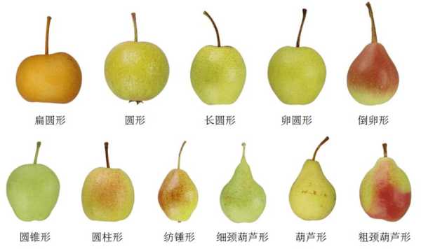 梨的形状是什么（梨各个部分名称）