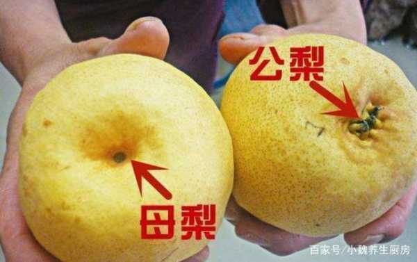 梨的形状是什么（梨各个部分名称）