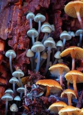 蘑菇有几种颜色,蘑菇是什么颜色的图片