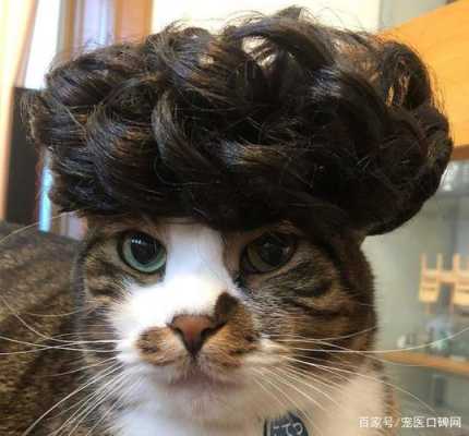 猫如何分辨男女,大鼻头男生留什么发型好看