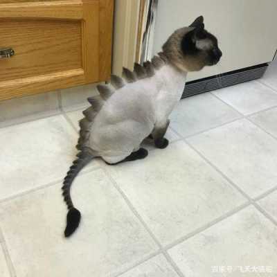 猫如何分辨男女,大鼻头男生留什么发型好看