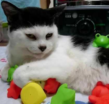 猫如何分辨男女,大鼻头男生留什么发型好看