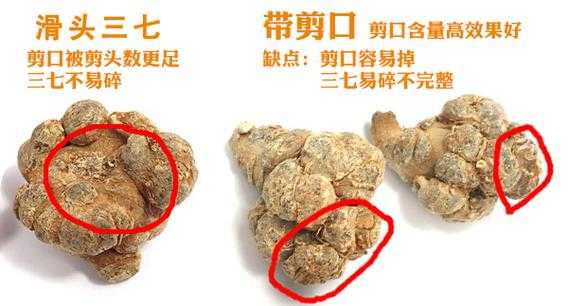 三七怎么剪（三七怎么剪枝）