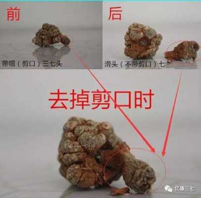 三七怎么剪（三七怎么剪枝）