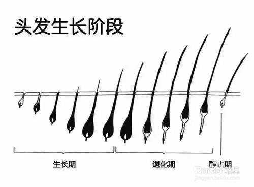 头发怎么生长的（头发怎么生长的快）