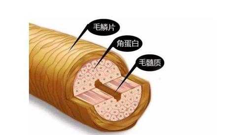 毛发干枯是什么原因（毛发干枯是什么原因造成的）