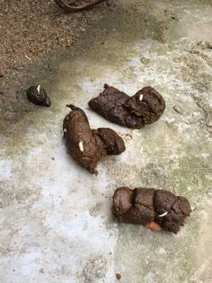 狗狗大便有点黄而且很软是怎么回事,头发黄细软是什么原因引起的