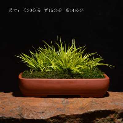 日本姬式发型怎么剪（黄金姬菖蒲剃头技巧）