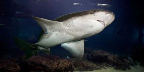 三角头鲨鱼叫什么,什么鲨鱼头是扁的