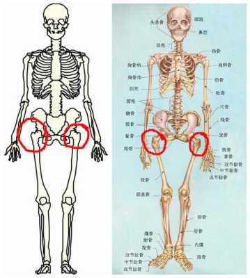 骨什么型（骨型什么意思）