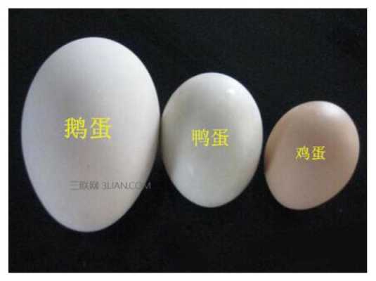 什么头蛋（蛋头是什么意思）