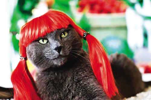 猫什么发型（皮皮猫发型怎么获得）
