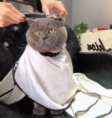 猫什么发型（皮皮猫发型怎么获得）