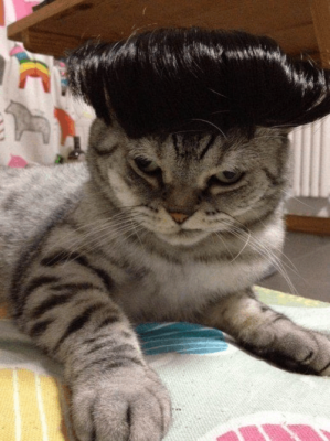 猫什么发型（皮皮猫发型怎么获得）