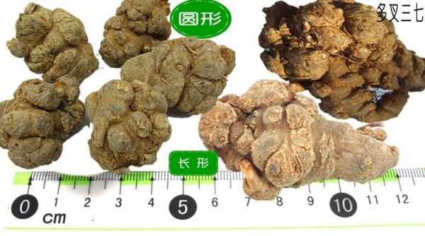 田七什么型（三七的形状别名）