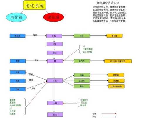 什么中分（什么中分泌的唾液能初步消化食物中的淀粉）