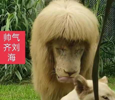 的头发像什么（狮子的头发像什么）